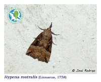 Hypena rostralis  (Linnaeus, 1758)