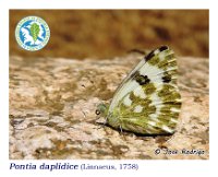 Pontia daplidice  (Linnaeus, 1758)