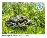 Pelophylax perezi  (Seoane, 1885)  Boiro, 23/06/2013