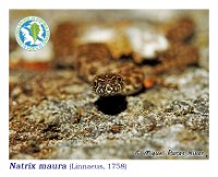 Natrix maura  (Linnaeus, 1758)  Pereiro de Aguiar, 02/04/2017