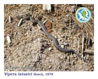 Vipera latastei Boscá, 1878  Lobios, 05/04/1979 : Reptilia, Squamata, Viperidae
