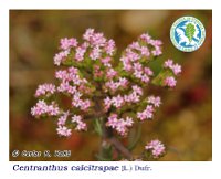 Centranthus calcitrapae  (L.) Dufr.