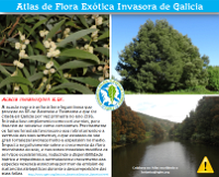 Acacia melanoxylon  R.Br.