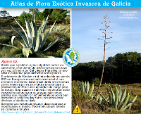 Agave sp