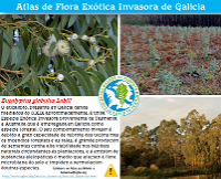 Eucalyptus globulus  Labill