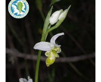 Ophrys scolopax  Cav., 1793  Flores albinas