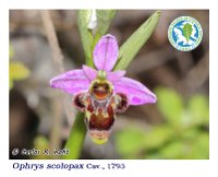 Ophrys scolopax  Cav., 1793