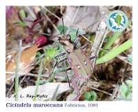 Cicindela maroccana  Fabricius, 1081