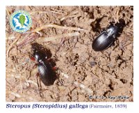 Steropus  ( Steropidius )  gallega  (Fairmaire, 1859)