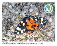 Callimorpha dominula  (Linnaeus, 1758)