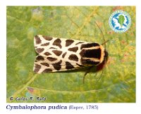 Cymbalophora pudica  (Esper, 1785)