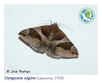 Dysgonia algira  (Linnaeus, 1767)