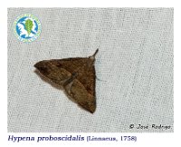Hypena proboscidalis  (Linnaeus, 1758)