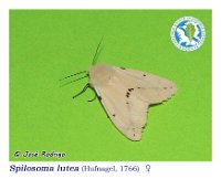 Spilosoma lutea  (Hufnagel, 1766)   ♀