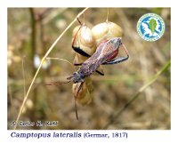 Camptopus lateralis  (Germar, 1817)