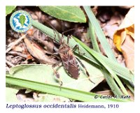 Leptoglossus occidentalis  Heidemann, 1910