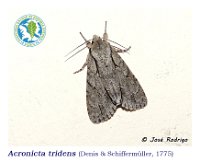 Acronicta tridens  ([Denis & Schiffermüller], 1775)