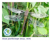 Anax parthenope  (Selys, 1839)