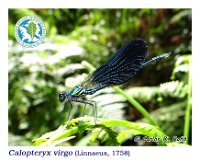 Calopteryx virgo  (Linnaeus, 1758)