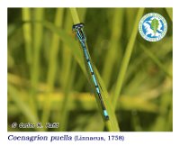 Coenagrion puella  (Linnaeus, 1758)