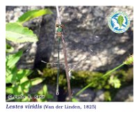 Lestes viridis  (Van der Linden, 1825)