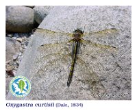 Oxygastra curtisii  (Dale, 1834)