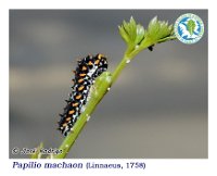 Papilio machaon  Linnaeus, 1758  Eiruga, Instar 2-3