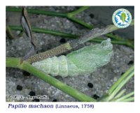 Papilio machaon  Linnaeus, 1758  Crisálide, recén formada.