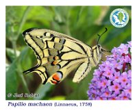 Papilio machaon  Linnaeus, 1758  Imago