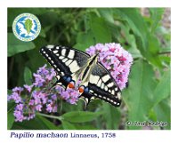 Papilio machaon  Linnaeus, 1758  Imago