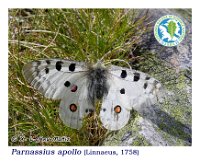 Parnassius apollo  (Linnaeus, 1758)  Imago