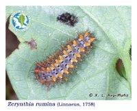 Zerynthia rumina  (Linnaeus, 1758)  Eiruga