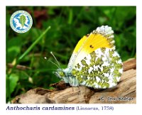 Anthocharis cardamines  (Linnaeus, 1758)  ♂