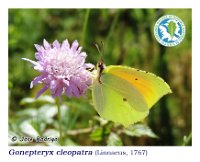 Gonepteryx cleopatra  (Linnaeus, 1767)  ♂