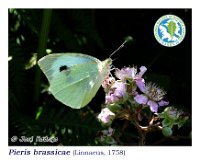 Pieris brassicae  (Linnaeus, 1758) ♀