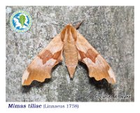 Mimas tiliae  (Linnaeus 1758)