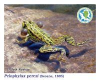 Pelophylax perezi  (Seoane, 1885)  Boiro, 13/06/2013 : Amphibia, Anura, Ranidae
