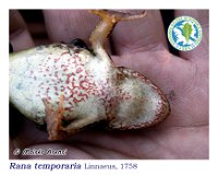 Rana temporaria   Linnaeus, 1758  Mazaricos, 18/09/2005
