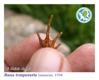Rana temporaria   Linnaeus, 1758  Cervantes, 14/08/2005