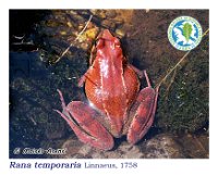Rana temporaria   Linnaeus, 1758  Cervantes, 14/08/2005