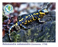Salamandra salamandra  (Linnaeus, 1758)  Vilagarcía de Arousa, 01/11/2014