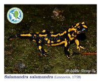Salamandra salamandra  (Linnaeus, 1758)  Xove, 25/11/2015
