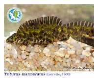Triturus marmoratus  (Latreille, 1800)  Baiona, 21/02/2016