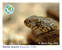 Natrix maura  (Linnaeus, 1758)  Pereiro de Aguiar, 02/04/2017