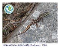 Iberolacerta monticola  (Boulenger, 1905)  Cervantes, 01/08/2015 : Reptilia, Squamata, Lacertidae