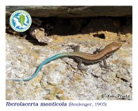 Iberolacerta monticola  (Boulenger, 1.905)  Ortigueira, 18/10/2014