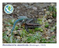 Iberolacerta monticola  (Boulenger, 1.905)  Cervantes, 01/08/2015