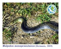 Malpolon monspessulanus  (Hermann, 1804)  Rianxo, 26/05/2009 : Reptilia, Squamata, Lamprophiidae