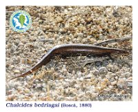 Chalcides bedriagai  (Boscá, 1880)  Oimbra, 23/07/2014 : Reptilia, Squamata, Scindidae