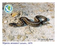Vipera seoanei  Lataste, 1879  Cospeito, 11/08/2002 : Reptilia, Squamata, Viperidae